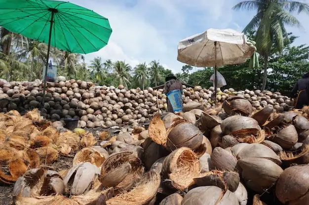 The Journey of Copra: From Coconut Farms to Global Markets