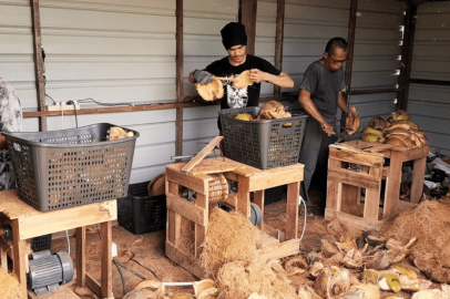 Workers processing premium coconut husks at KAI Coco Indonesia factory for sustainable coconut product exports